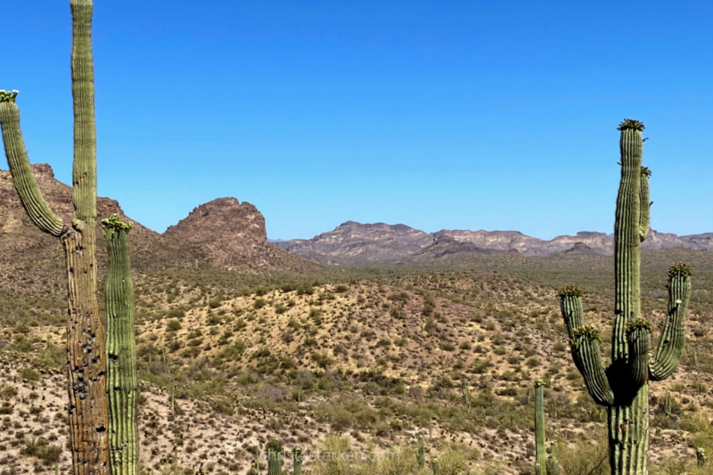 desert view with sagauros