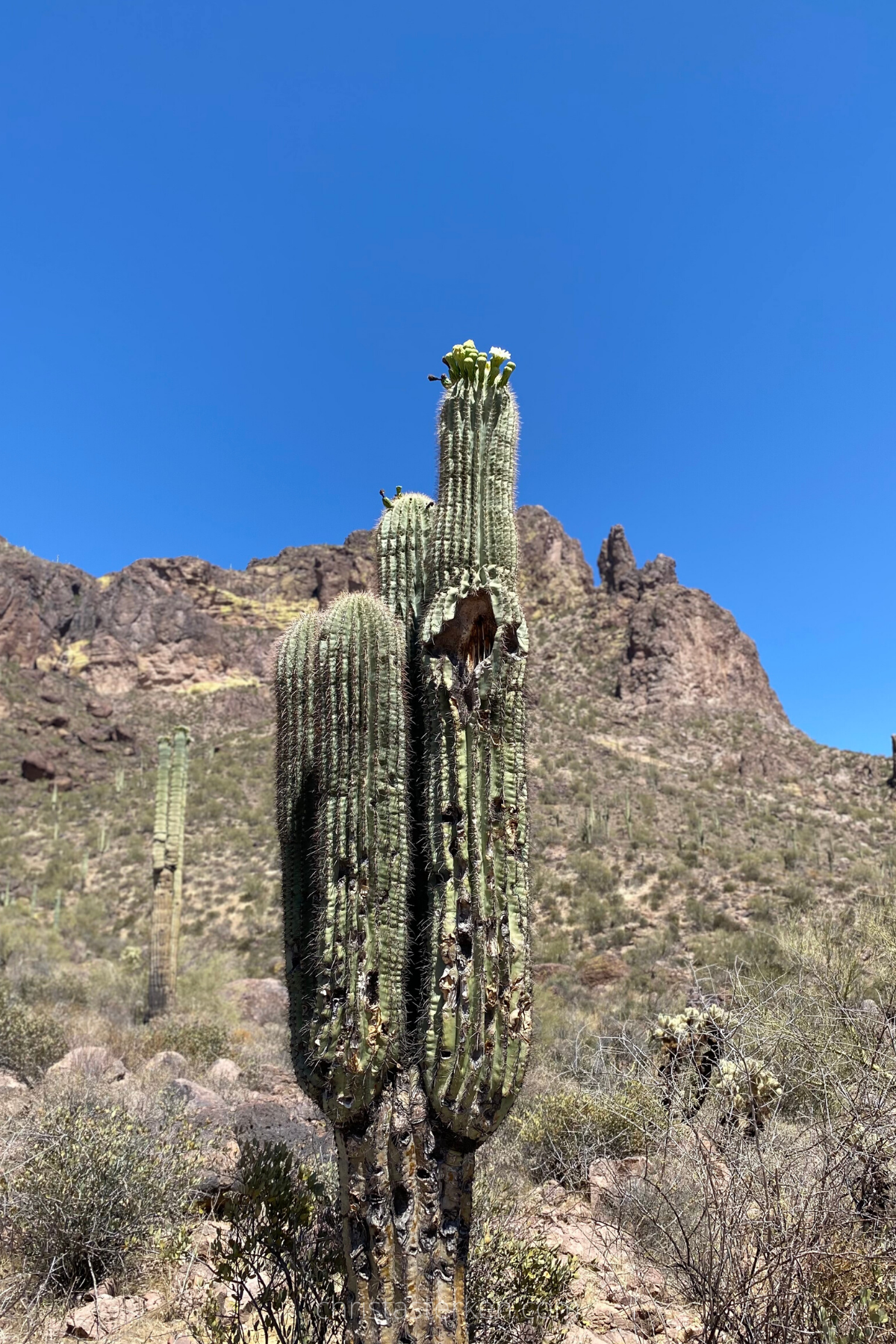 sagauro cactus on desert hike