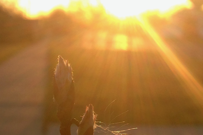 golden hour shining on spring flower