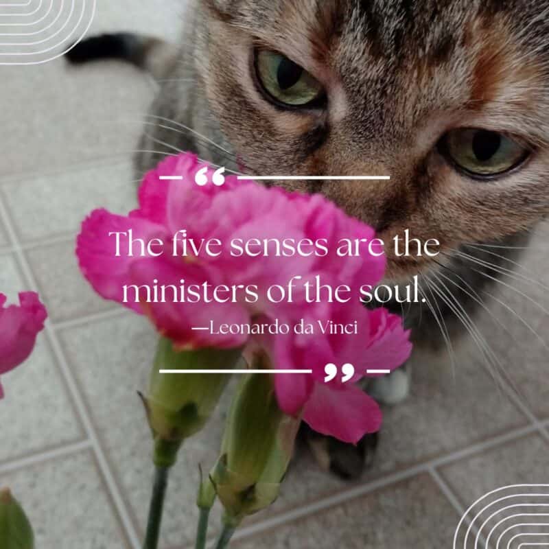 quotes about our senses